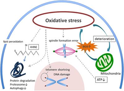 Impact of Oxidative Stress on Age-Associated Decline in Oocyte Developmental Competence